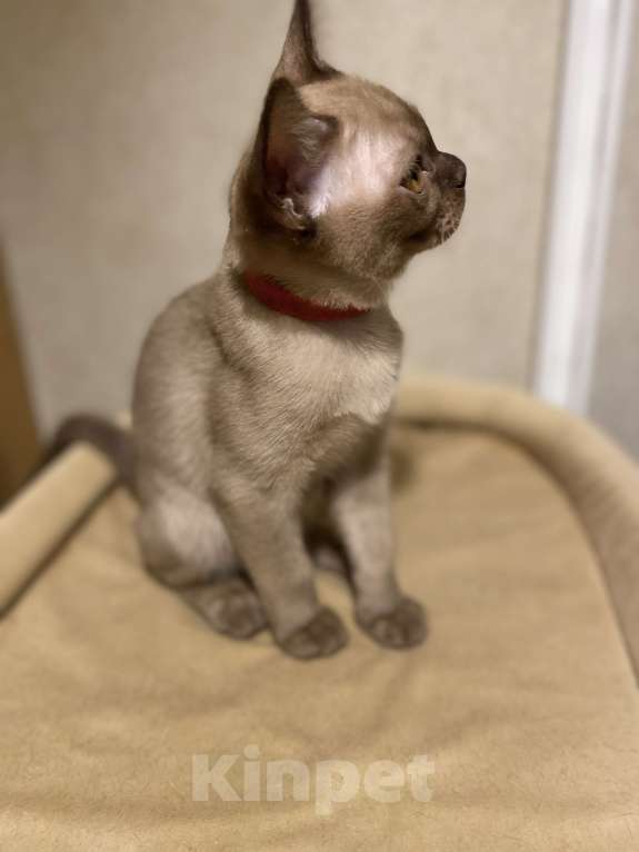 Кошки в Нижнем Новгороде: Бурманские котята Девочка, 50 000 руб. - фото 7