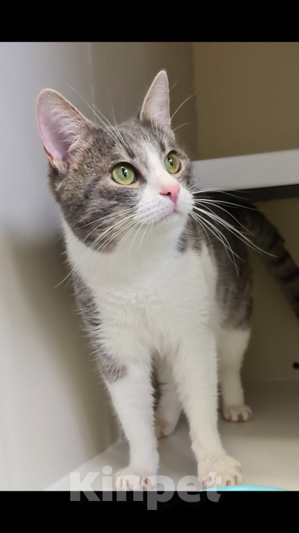 Кошки в Москве: Котик Томас ищет хозяев Мальчик, Бесплатно - фото 5