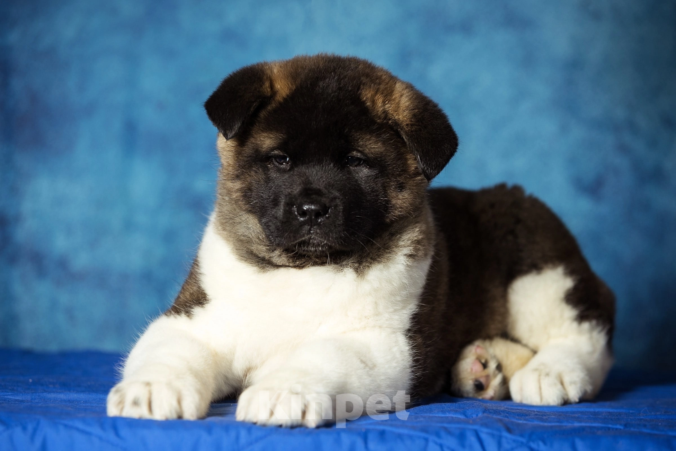 Собаки в других городах Московской области: Кобель Американской Акиты Мальчик, 35 000 руб. - фото 3