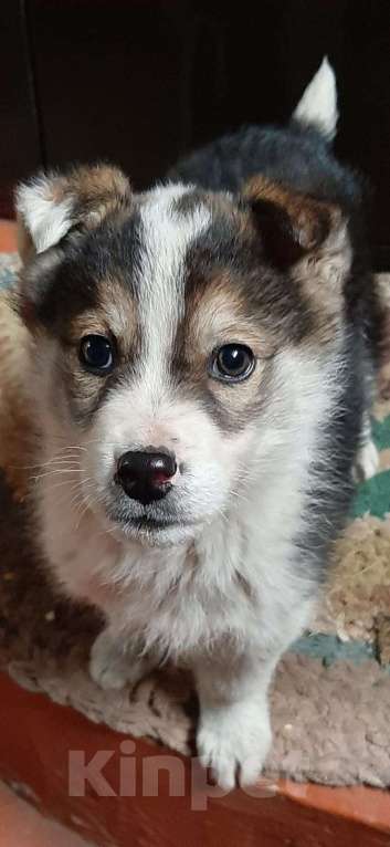 Собаки в Казани: Щёнок - потеряшка ищет заботливую семью и друга Мальчик, Бесплатно - фото 4