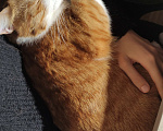 Кошки в Буденновске: Потерялся кот Мальчик, 2 000 руб. - фото 4