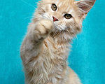 Кошки в Мытищах: Котенок Мейн-кун Мальчик, 30 000 руб. - фото 8