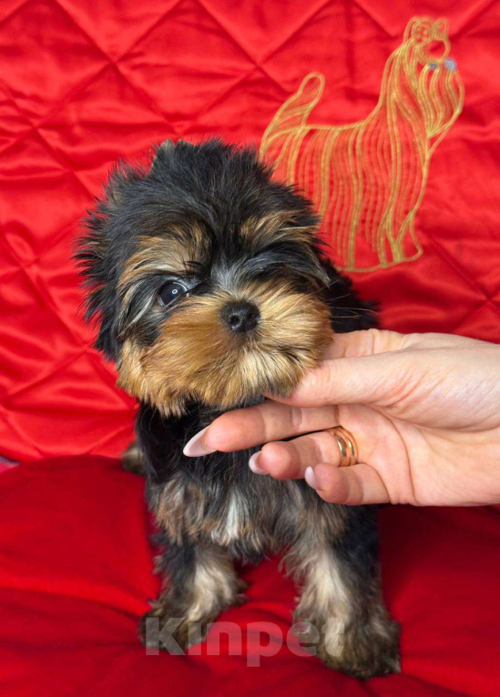 Собаки в Москве: Йоркширский терьер девочка Девочка, 85 000 руб. - фото 3