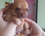 Собаки в Москве: Щенок чихуахуа  Мальчик, 20 000 руб. - фото 4