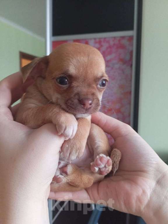 Собаки в Москве: Щенок чихуахуа  Мальчик, 20 000 руб. - фото 4
