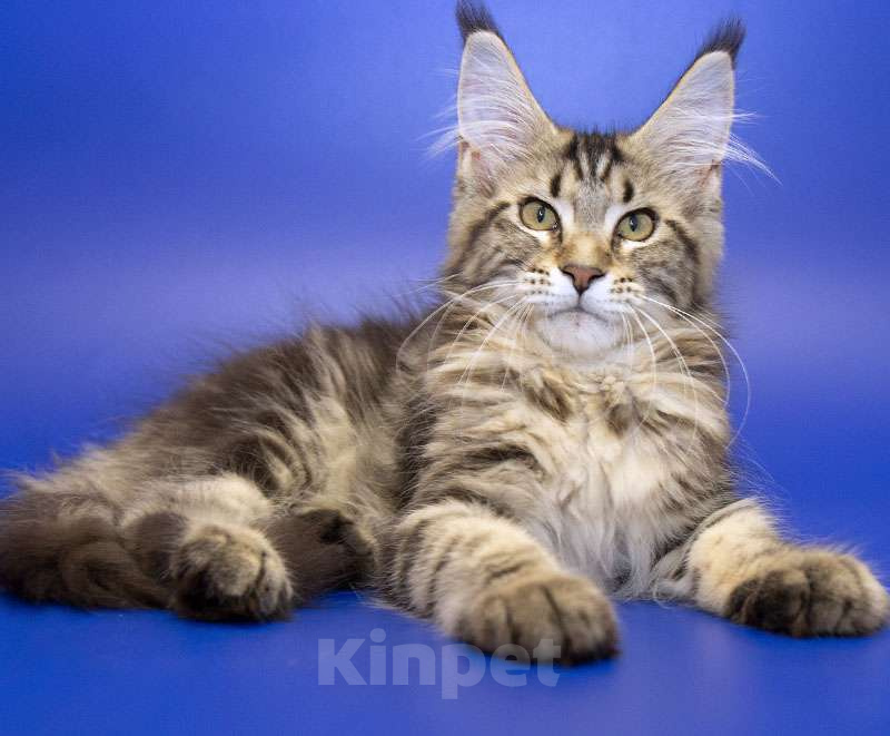 Кошки в Москве: Мейн кун котенок Девочка, Бесплатно - фото 1