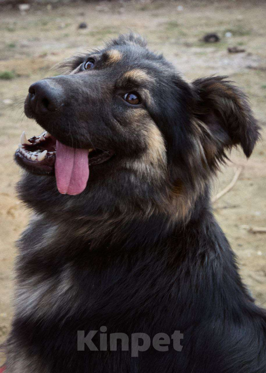 Собаки в Дмитрове: Яшма Девочка, Бесплатно - фото 6