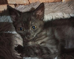 Кошки в Москве: Котята в добрые руки Девочка, Бесплатно - фото 4