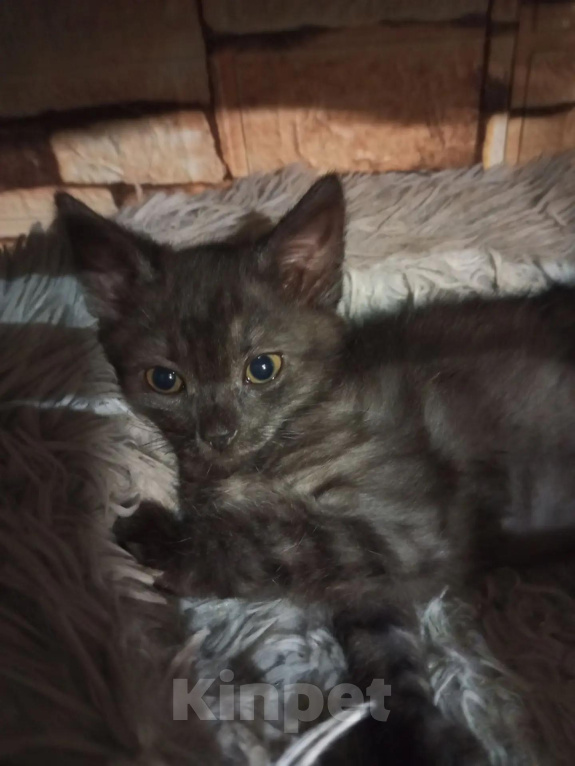 Кошки в Москве: Котята в добрые руки Девочка, Бесплатно - фото 4