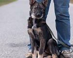 Собаки в других городах Владимирской области: Удивительный щенок Курт мечтает о доме и любящей семье! Мальчик, Бесплатно - фото 8
