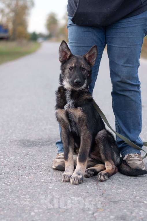 Собаки в других городах Владимирской области: Удивительный щенок Курт мечтает о доме и любящей семье! Мальчик, Бесплатно - фото 8