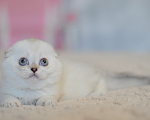 Кошки в Бахчисарае: Шотландский вислоухий котенок Девочка, 55 000 руб. - фото 3