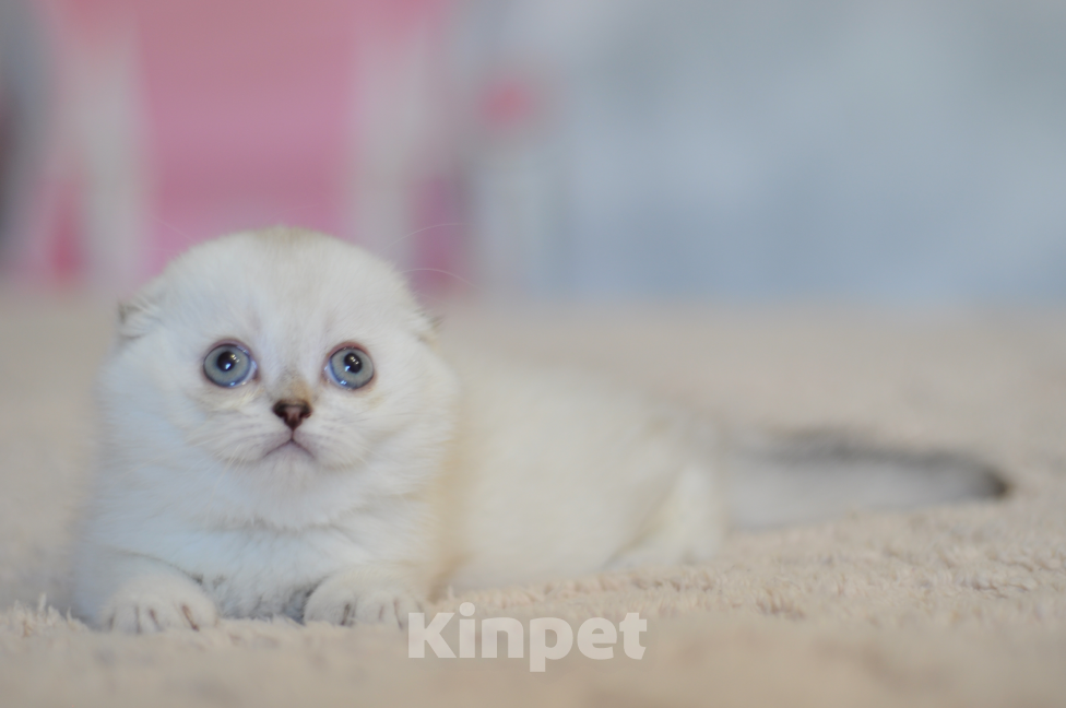 Кошки в Бахчисарае: Шотландский вислоухий котенок Девочка, 55 000 руб. - фото 3