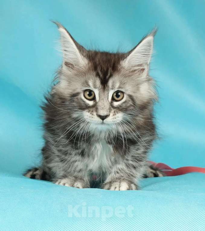 Кошки в Раменском: Котенок Мейн-кун Девочка, 45 000 руб. - фото 1