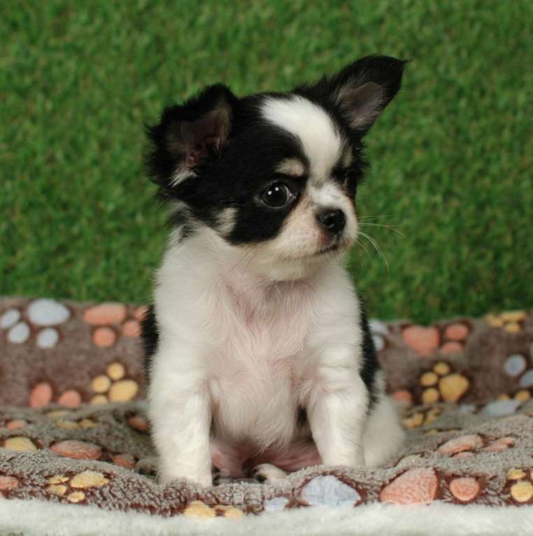 Собаки в Москве: Мальчик чихуахуа Мальчик, 25 000 руб. - фото 9