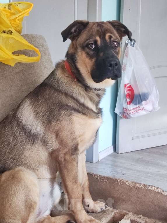 Собаки в Домодедово: Ищу доброе сердце, отвечу взаимностью Девочка, 100 руб. - фото 2