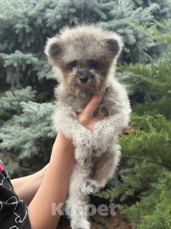 Собаки в Ейске: Той пудель тикап  Мальчик, 190 000 руб. - фото 1
