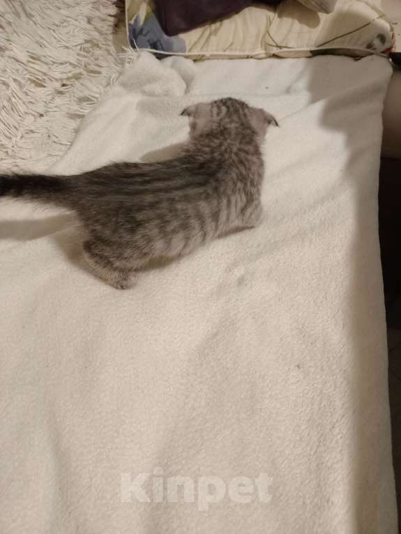 Кошки в Балашихе: Котята  Девочка, 8 000 руб. - фото 8