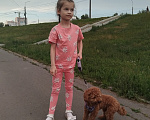 Собаки в Саранске: Эльза ищет своего кобеля! Девочка, Бесплатно - фото 3
