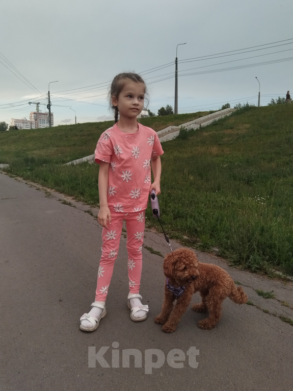 Собаки в Саранске: Эльза ищет своего кобеля! Девочка, Бесплатно - фото 3