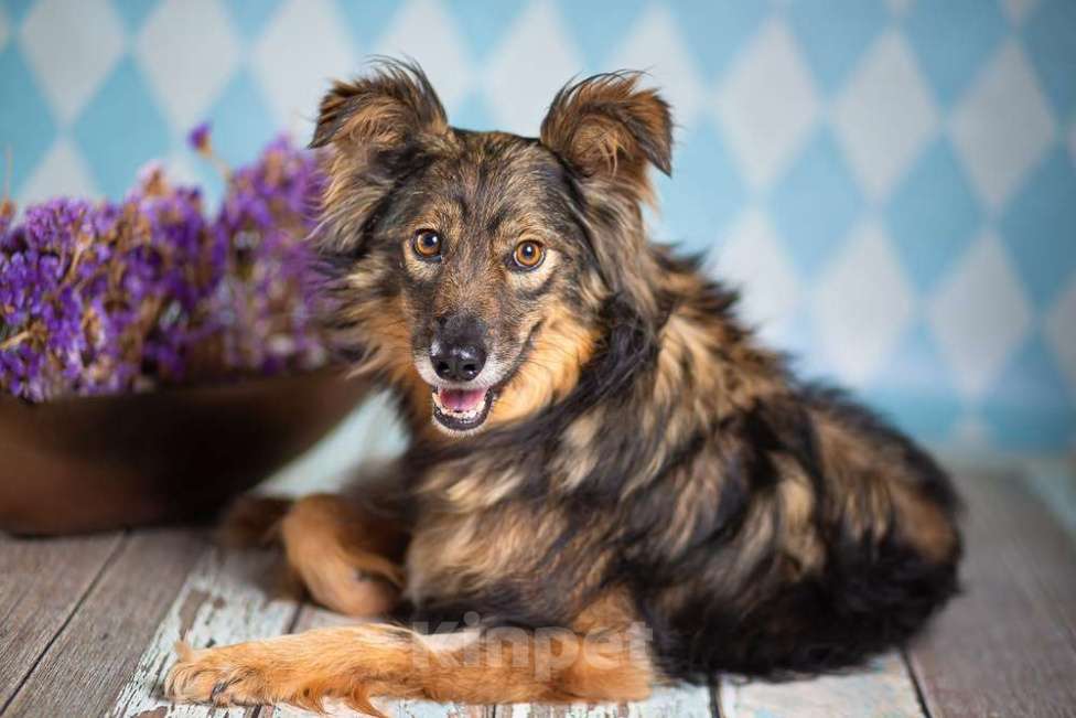 Собаки в Москве: Маленькая пушистая собачка-инвалид Лёля в приюте в добрые руки Девочка, 1 руб. - фото 8