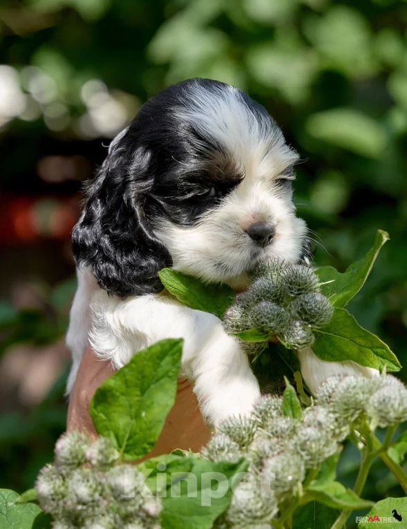 Собаки в Москве: Хитрая булочка  Девочка, 120 000 руб. - фото 2