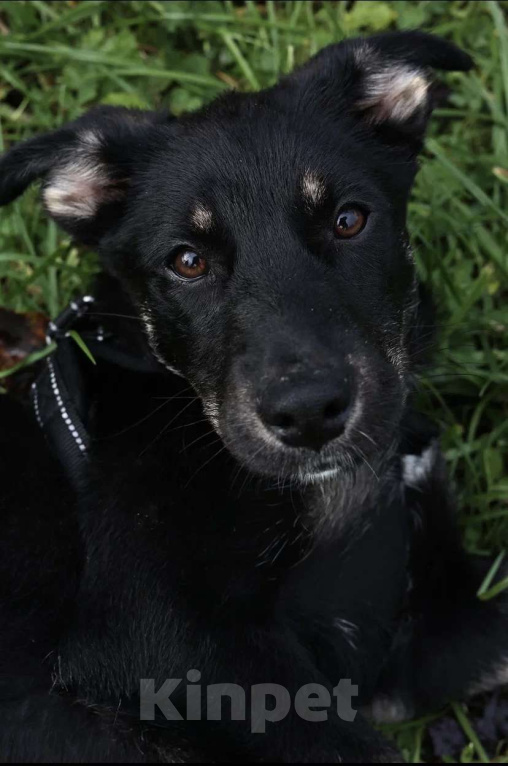 Собаки в Москве: Малышка Руди ищет дом Девочка, Бесплатно - фото 5