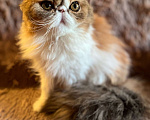 Кошки в Чите: Персидская кошечка Девочка, 10 000 руб. - фото 2