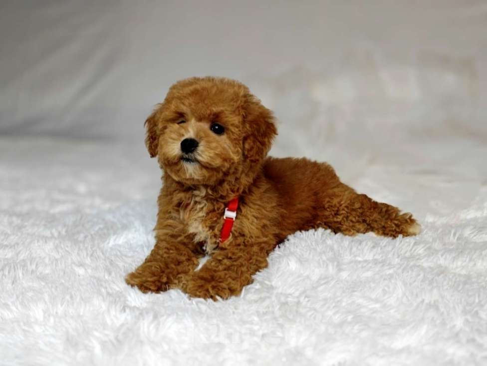 Собаки в Москве: Мальтипу Тедди мальчик  Мальчик, 140 000 руб. - фото 4