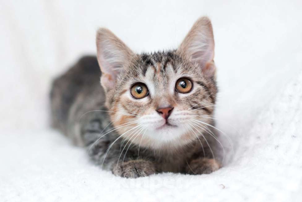 Кошки в Москве: Трехцветный полосатый котёнок Тея в добрые руки Девочка, 1 руб. - фото 4