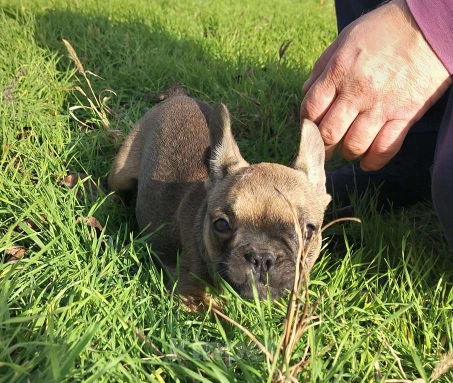 Собаки в других городах Краснодарского края: Щенки французского бульдога  Мальчик, 15 000 руб. - фото 1