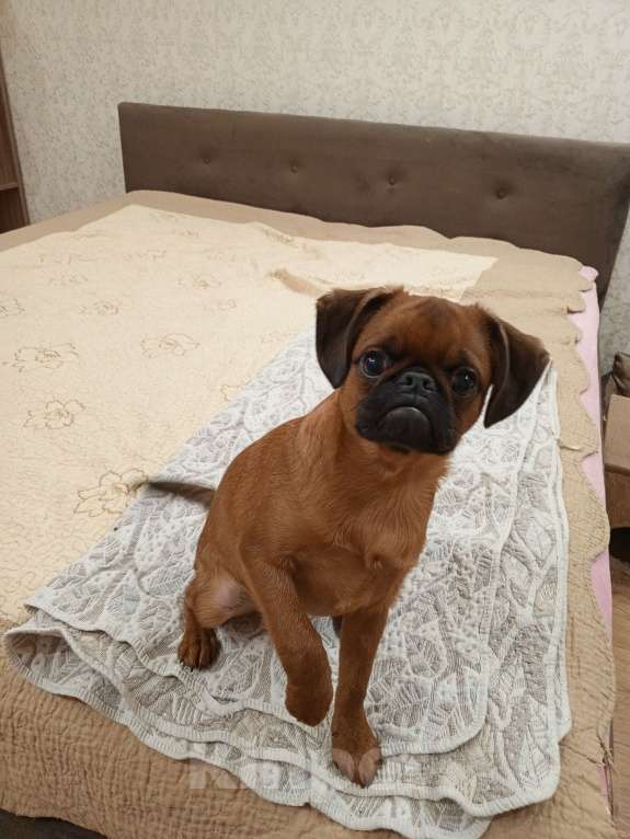 Собаки в Москве: Щенки породы Пти-брабансон Мальчик, 45 000 руб. - фото 3