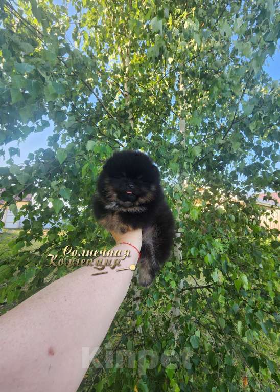 Собаки в Москве: Померанский шпиц  медежоночек девочка Девочка, Бесплатно - фото 3