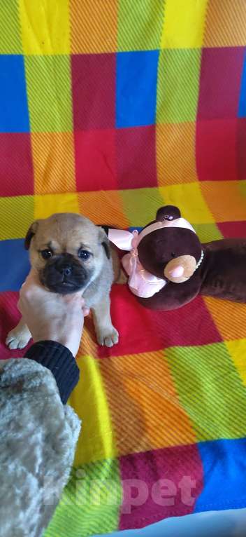 Собаки в Екатеринбурге: Щенки мопса Мальчик, 20 000 руб. - фото 2