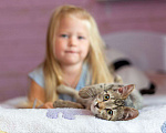 Кошки в Раменском: Котёнок  очень милый Кола Девочка, Бесплатно - фото 6