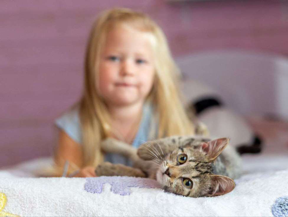Кошки в Раменском: Котёнок  очень милый Кола Девочка, Бесплатно - фото 6