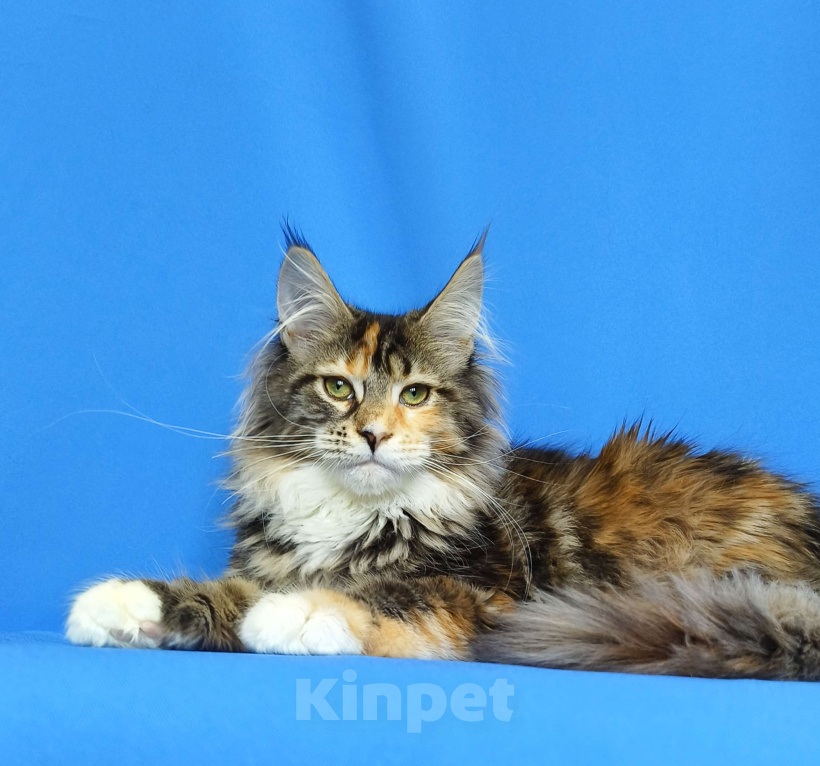 Кошки в Москве: Котёнок Мейн-кун полидакт Девочка, 80 000 руб. - фото 1