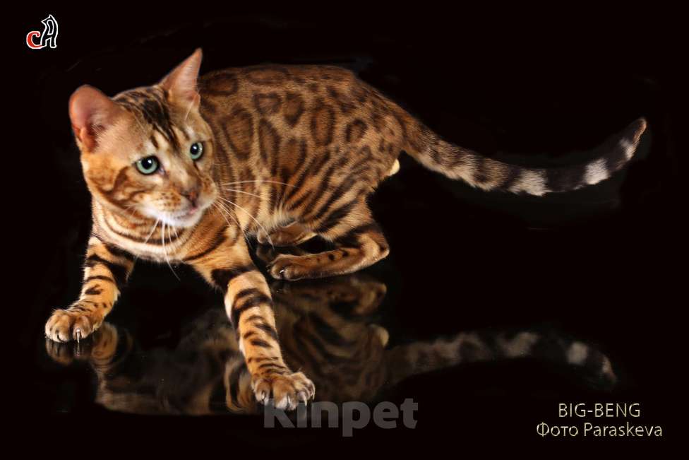 Кошки в Санкт-Петербурге: бенгальский мальчик Мальчик, 40 000 руб. - фото 6