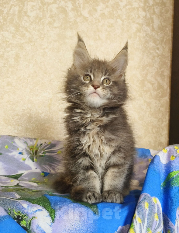 Кошки в Москве: Котёнок Мейн-Кун из питомника Девочка Девочка, 55 000 руб. - фото 4