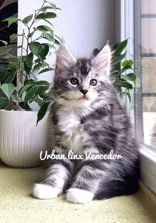 Кошки в Краснодаре: Котята мейн кун серебрянные Девочка, 45 000 руб. - фото 4