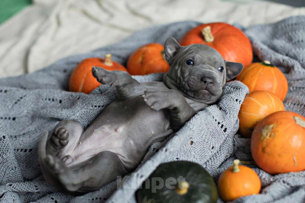 Собаки в других городах Московской области: Щенки Тайского Риджбека Девочка, Бесплатно - фото 8