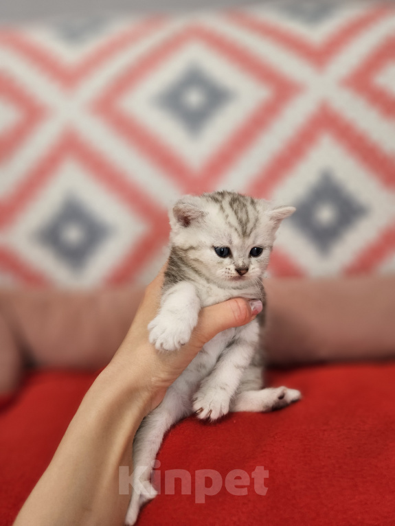 Кошки в Сочи: Шотландская вислоухая Девочка, 35 000 руб. - фото 3