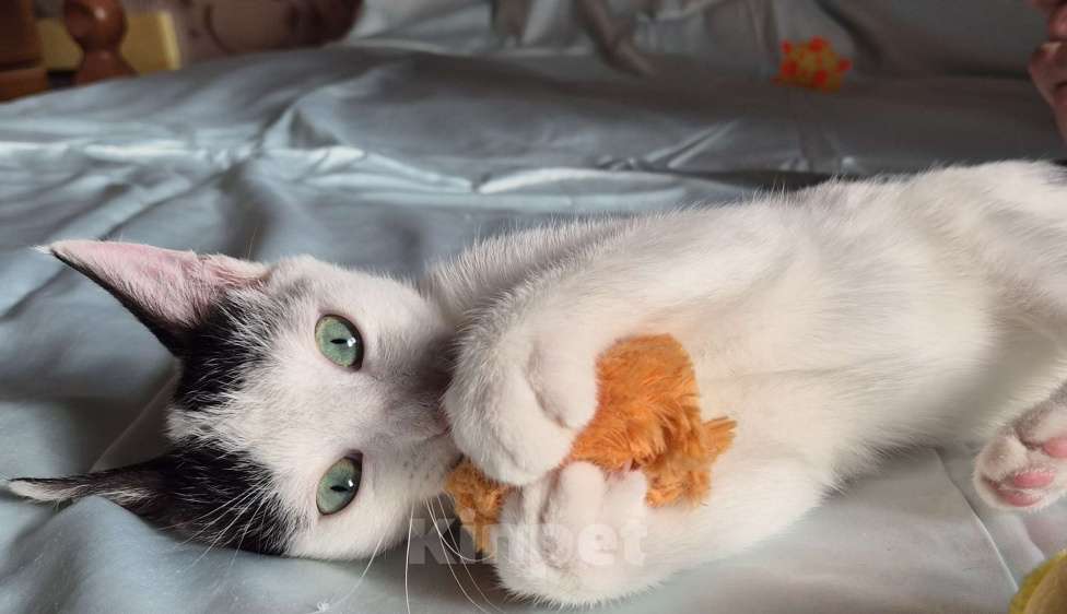 Кошки в Санкт-Петербурге: Ищет дом ласковый котейка Дантес Мальчик, Бесплатно - фото 2