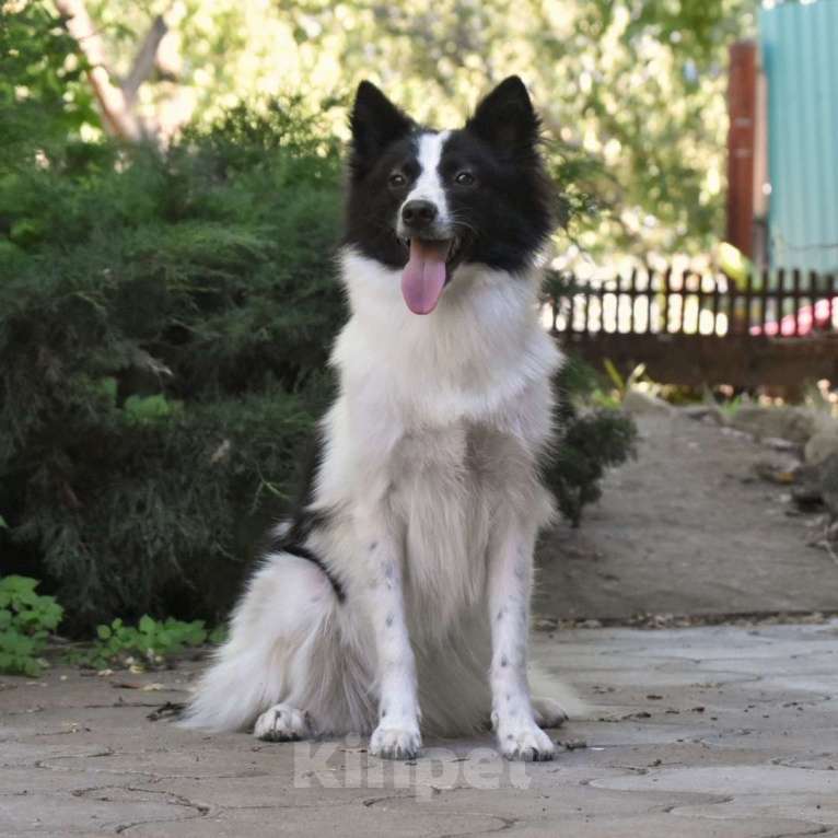 Собаки в Москве: Ненецкая оленегонная лайка. Сука Цветик-Семицветик. Девочка, 50 000 руб. - фото 4