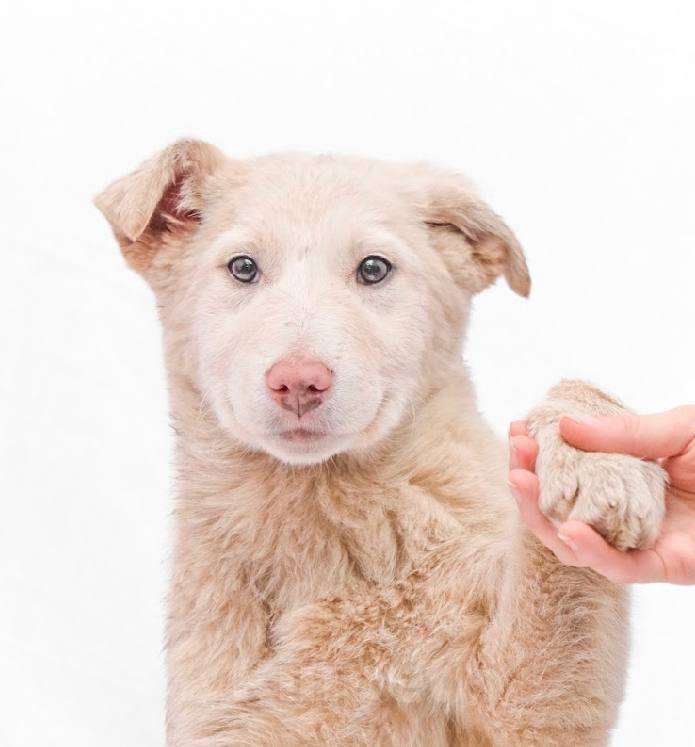 Собаки в Москве: Щенка Белочку очень обижают на передержке Девочка, Бесплатно - фото 4