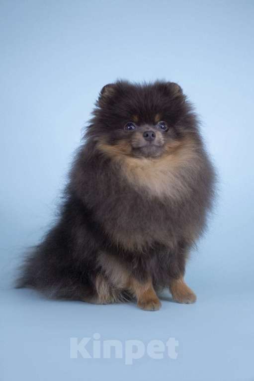 Собаки в Туле: Шпиц голубой с подпалом Мальчик, 20 000 руб. - фото 2