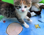 Кошки в Ростове-на-Дону: Котенок ищет дом Девочка, Бесплатно - фото 2