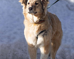 Собаки в Сергиеве Посаде: Юля в добрые руки  Девочка, Бесплатно - фото 1