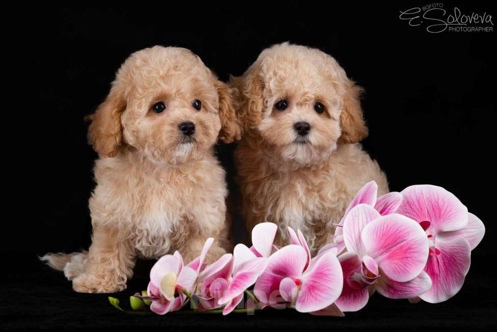 Собаки в Санкт-Петербурге: Щенки мальтипу Девочка, 120 000 руб. - фото 1