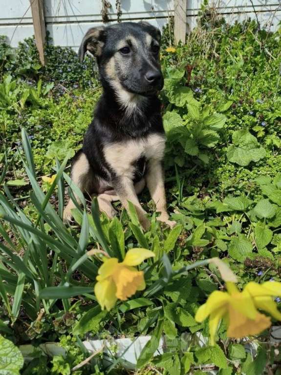 Собаки в Санкт-Петербурге: Маленькая крошка с большой любовью к игрушкам Девочка, Бесплатно - фото 1
